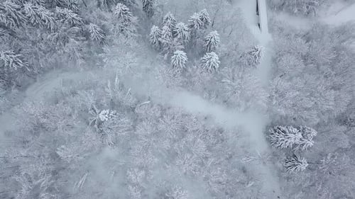 Winter forest nature snow-covered winter trees landscape. aerial photography .