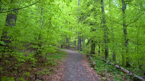 Walking on a Path in the green Forest, Steady Cam Shot. Pov of Hiker