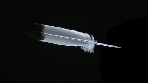 White Feather Rotating on Dark Background