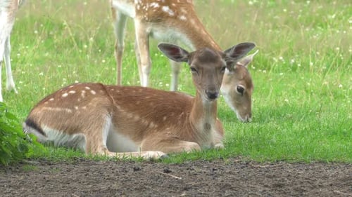 A herd of deer grazes in the meadow