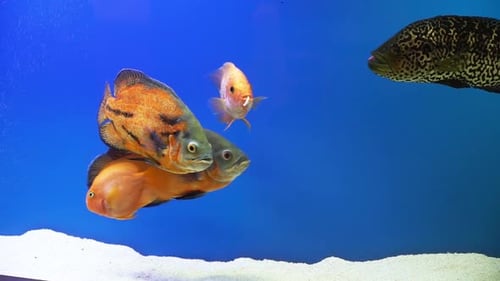 Different Fish on Blue Screen The Fish Float in the Water Column
