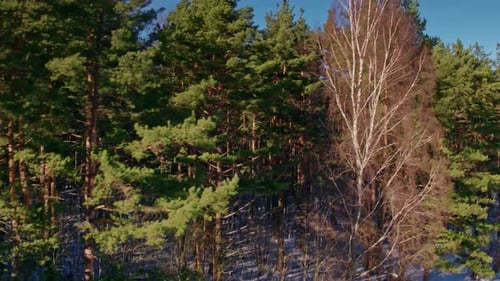 Luftflug über den winterlichen Pinienwald