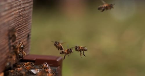 901276 European Honey Bee, apis mellifera, Bees standing at the Entrance of The Hive, Insect in Flig