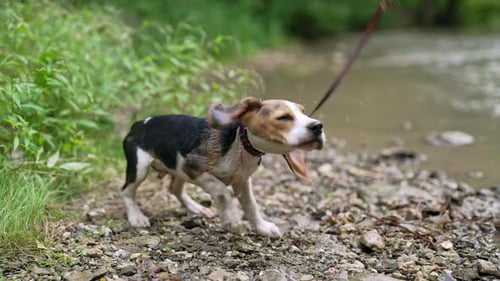 Wet Beagle Dog Shakes Head Near River