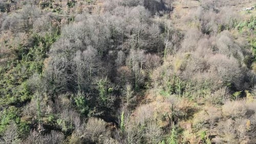 Aerial View of Forested Mountainside Landscape in Daytime