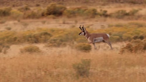Pronghorn in Yellowstone National Park