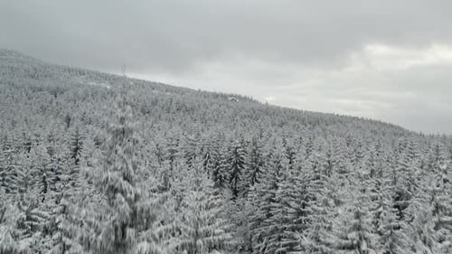 Fliegen Sie über gefrorene verschneite Tannen und Kiefern mit Bergen im Hintergrund