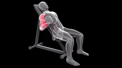 Human Anatomy Incline Dumbbell Bicep Curl Exercise Animation