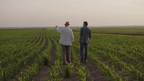 Slow Motion of a Two Farmers That Walk on the Corn Field