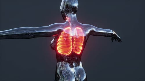 3D Digital Animation of Human Lungs and Respiratory System