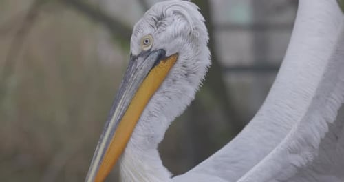 Curly Pelican Pelecanus Crispus is a Bird of the Pelican Family