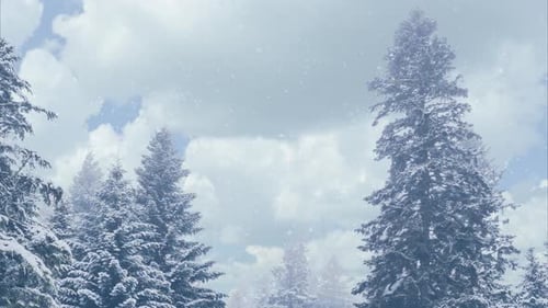 Christmas forest on snow in fog.