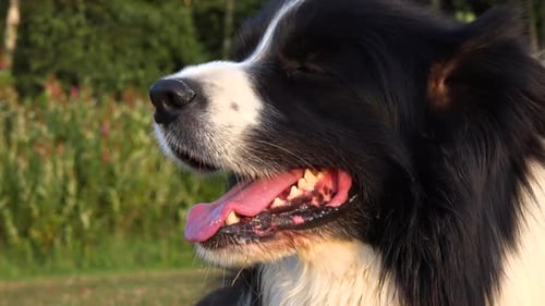 Ein Border Collie liegt auf Gras auf einer Wiese und atmet mit ausgestreckter Zunge - Nahaufnahme
