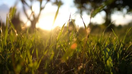 Dew Drops on Green Grass. Shot With Slider.