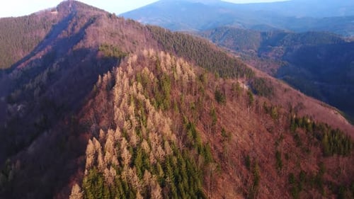 Aerial Shot of a Drone Over an Amazing Colorful Forest in Mountain the Early Evening Spring