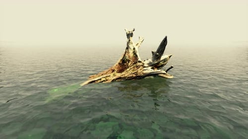 Dead Tree Branches in the Water with Fog