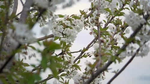 New Holland Honeyeater Feeding On The Nectar Of Cherry Blossom Flower