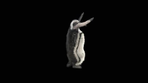 78 Pinguin tanzend HD