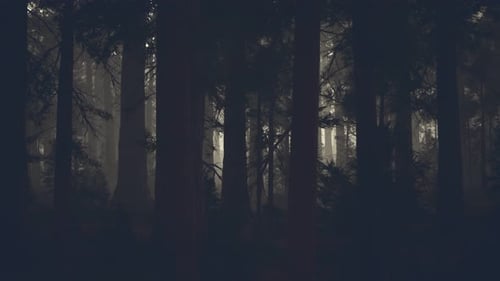 Black Tree Trunk in a Dark Pine Tree Forest