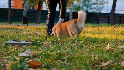 Tan Corgi Dog Being Petted Outdoors in Autumn