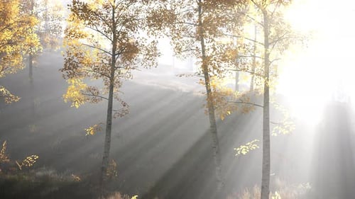 Forêt lumineuse tôt le matin dans les montagnes