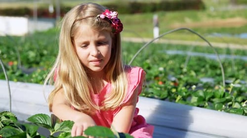 Girls picking strawberries in the farm 4k