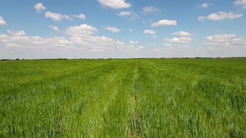 Windy Day Wheat Field