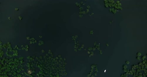 Camera moving above the swamp area.