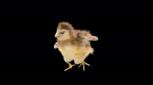 Adorable Animated 3D Baby Chick Dancing Loop