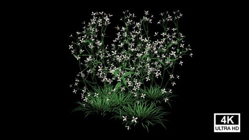 Growing Grass and Blooming White Flowers Animation