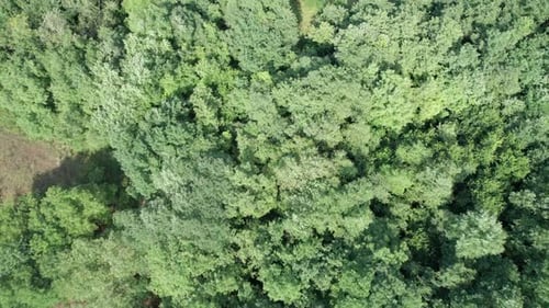 Aerial View MultiStorey Buildings Near Green Forest in Residential Area at City
