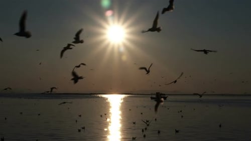 Dunkler Sonnenuntergang, Himmel und fliegende Seevogel-Silhouetten