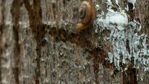 Gartenschnecken kriechen, Makro
