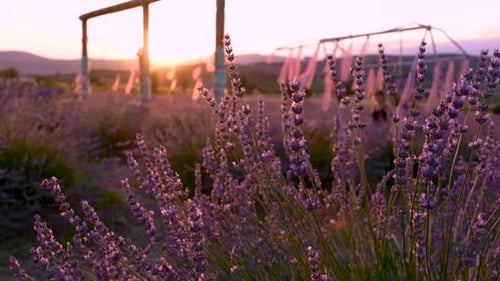 Lavender Garden at Sunset