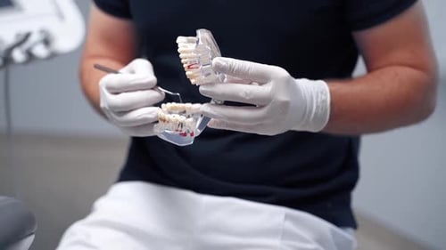 Dentist holding teeth model. Male dentist showing teeth model to patient at dental clinic office