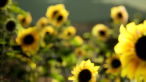 Sunflower Field on a Warm Summer Evening
