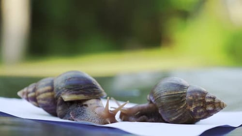Two Achatina Snails Crawl on a White Sheet of Paper