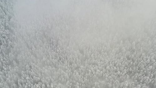 View From the Height of the Winter Forest with Snowcovered Trees in Winter