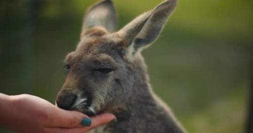 Little eastern grey kangaroos eating from a person's hand, close up, BMPCC 4K