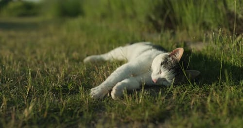 Cat in the green grass in the hot summer.