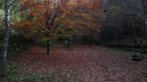 Magic Forest
