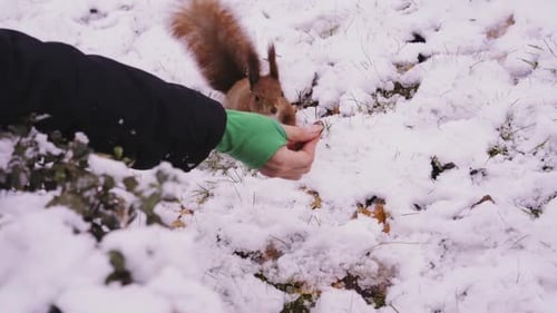 Hand Feeding a Squirrel in the Snow
