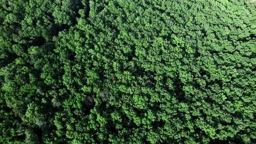 Sommergrüne Bäume im Wald-Hintergrund