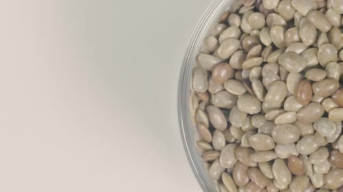 Ricinus Seeds Schüssel-Display