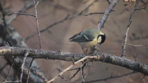 Kleine Vogelmeise auf dem Ast