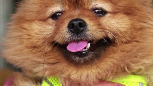 Close Up Shot Of Cute Small Pomeranian Dog Sitting On A Human Lap 1