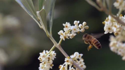 Honeybee Pollinating White Flowers on Tree Branch