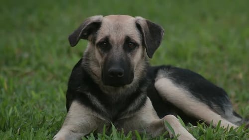 Dog laying on green grass looking around. Mixed breed, outdoors, still shot.