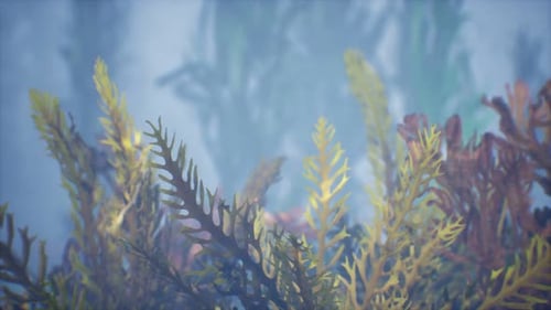 Underwater Tropical Colourful Soft-hard Corals Seascape