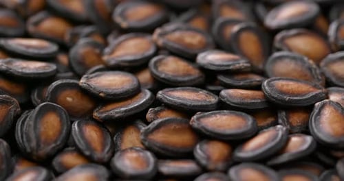 Black watermelon seed